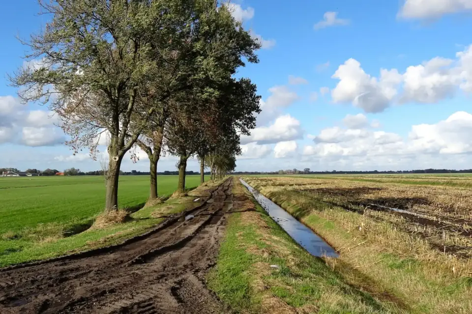 Polderlandschap met een sloot en een rij bomen